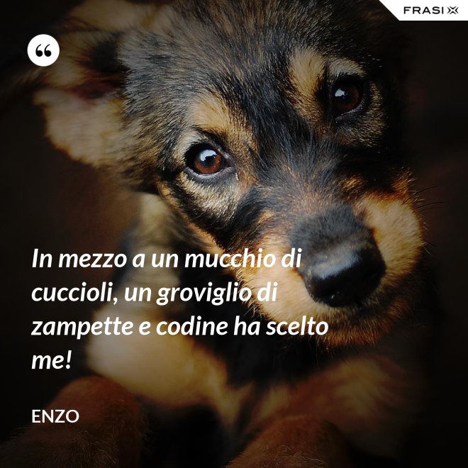 In mezzo a un mucchio di cuccioli, un groviglio di zampette e codine ha scelto me! - Enzo