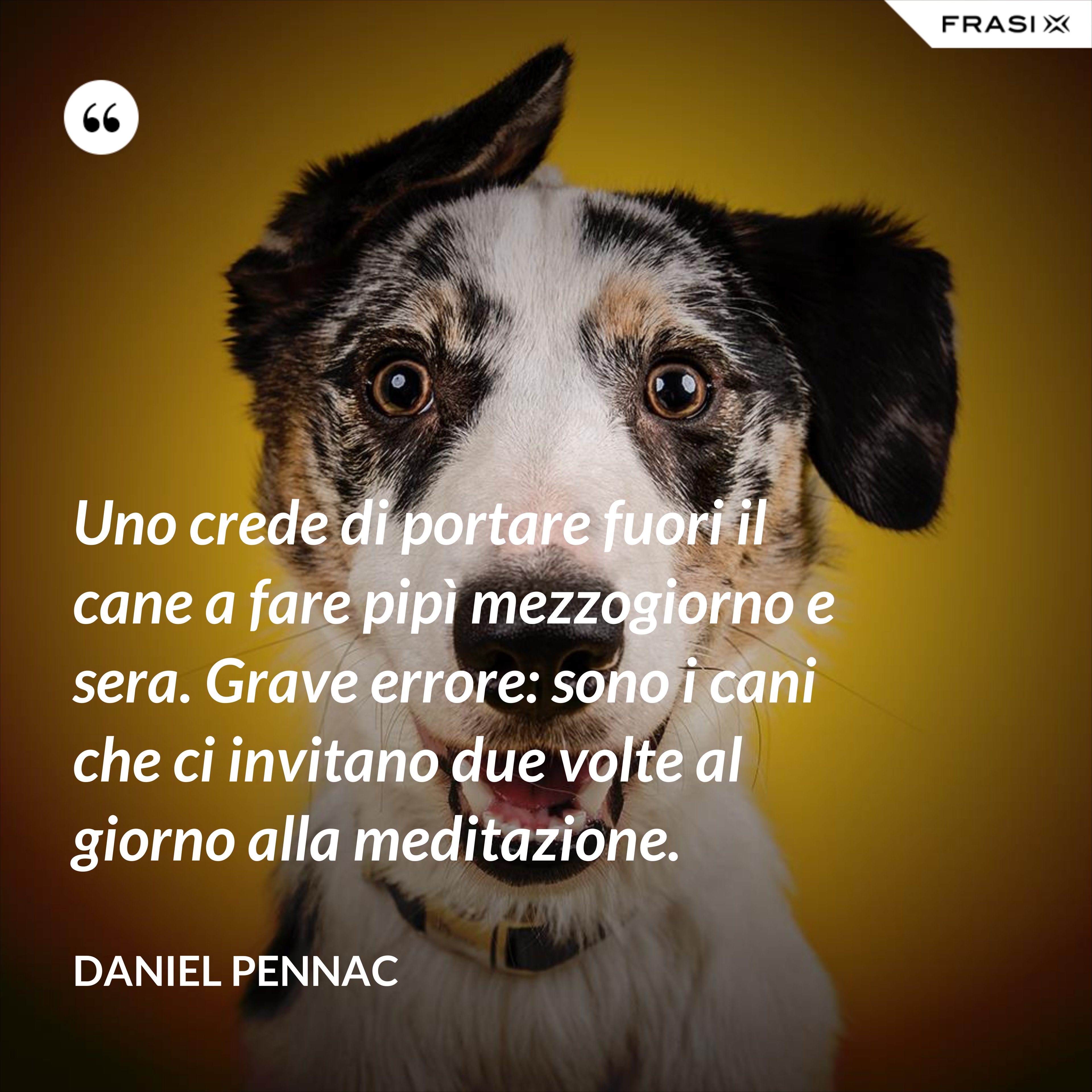 Uno crede di portare fuori il cane a fare pipì mezzogiorno e sera. Grave errore: sono i cani che ci invitano due volte al giorno alla meditazione. - Daniel Pennac