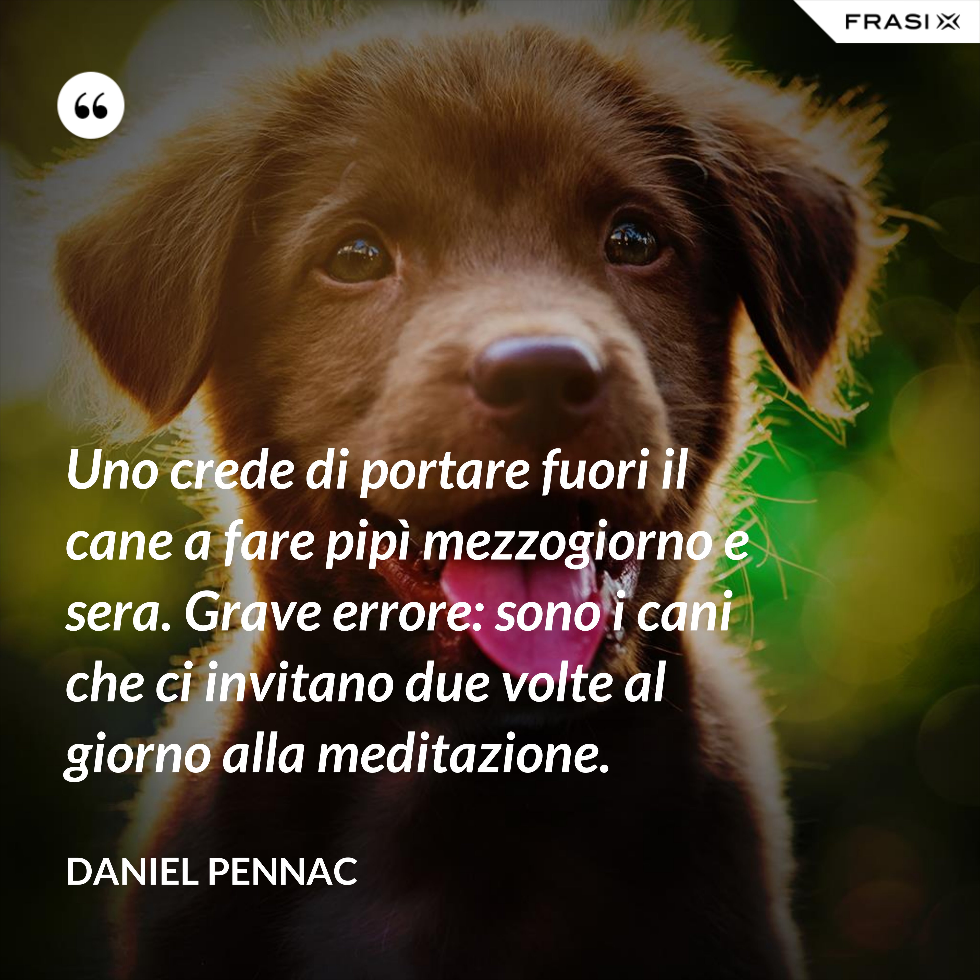 Uno crede di portare fuori il cane a fare pipì mezzogiorno e sera. Grave errore: sono i cani che ci invitano due volte al giorno alla meditazione. - Daniel Pennac