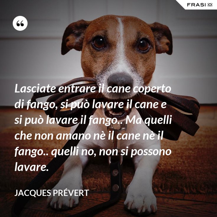 Lasciate Entrare Il Cane Coperto Di Fango