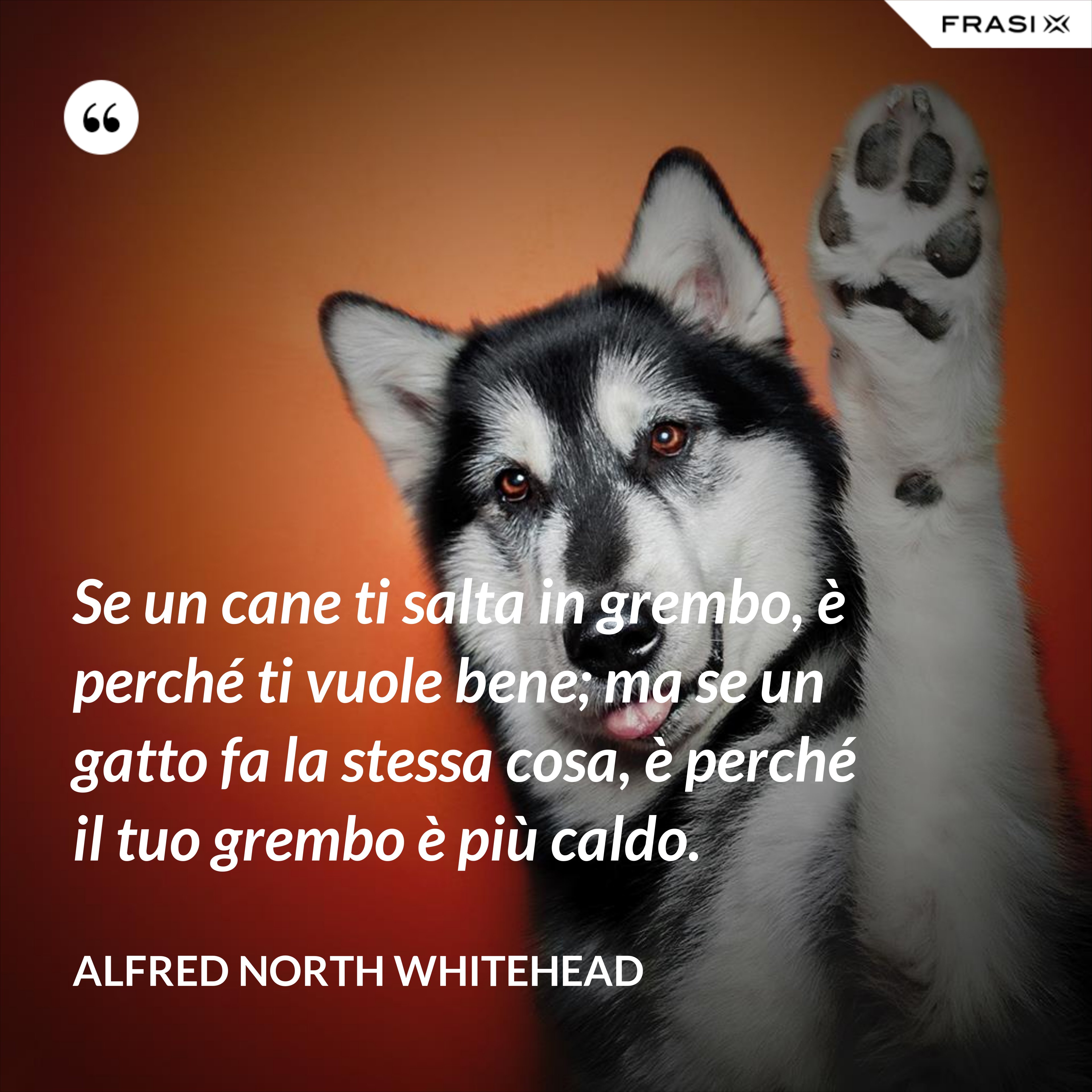 Se un cane ti salta in grembo, è perché ti vuole bene; ma se un gatto fa la stessa cosa, è perché il tuo grembo è più caldo. - Alfred North Whitehead