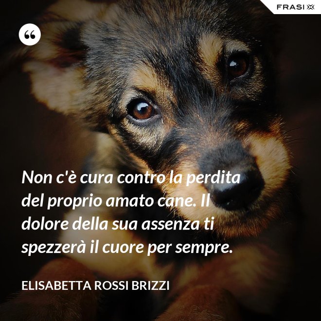 Non c'è cura contro la perdita del proprio amato cane. Il dolore della sua assenza ti spezzerà il cuore per sempre. - Elisabetta Rossi Brizzi