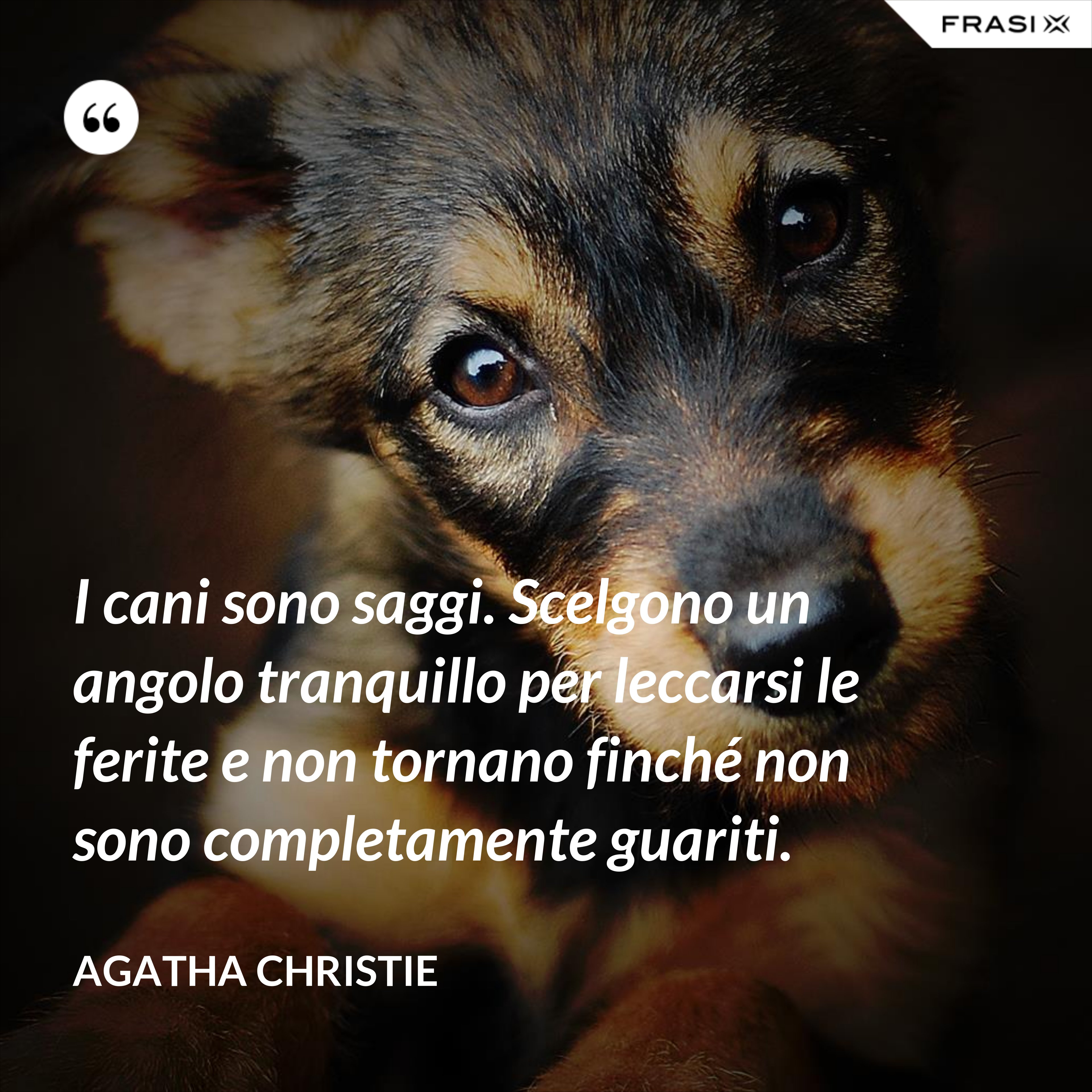 I cani sono saggi. Scelgono un angolo tranquillo per leccarsi le ferite e non tornano finché non sono completamente guariti. - Agatha Christie