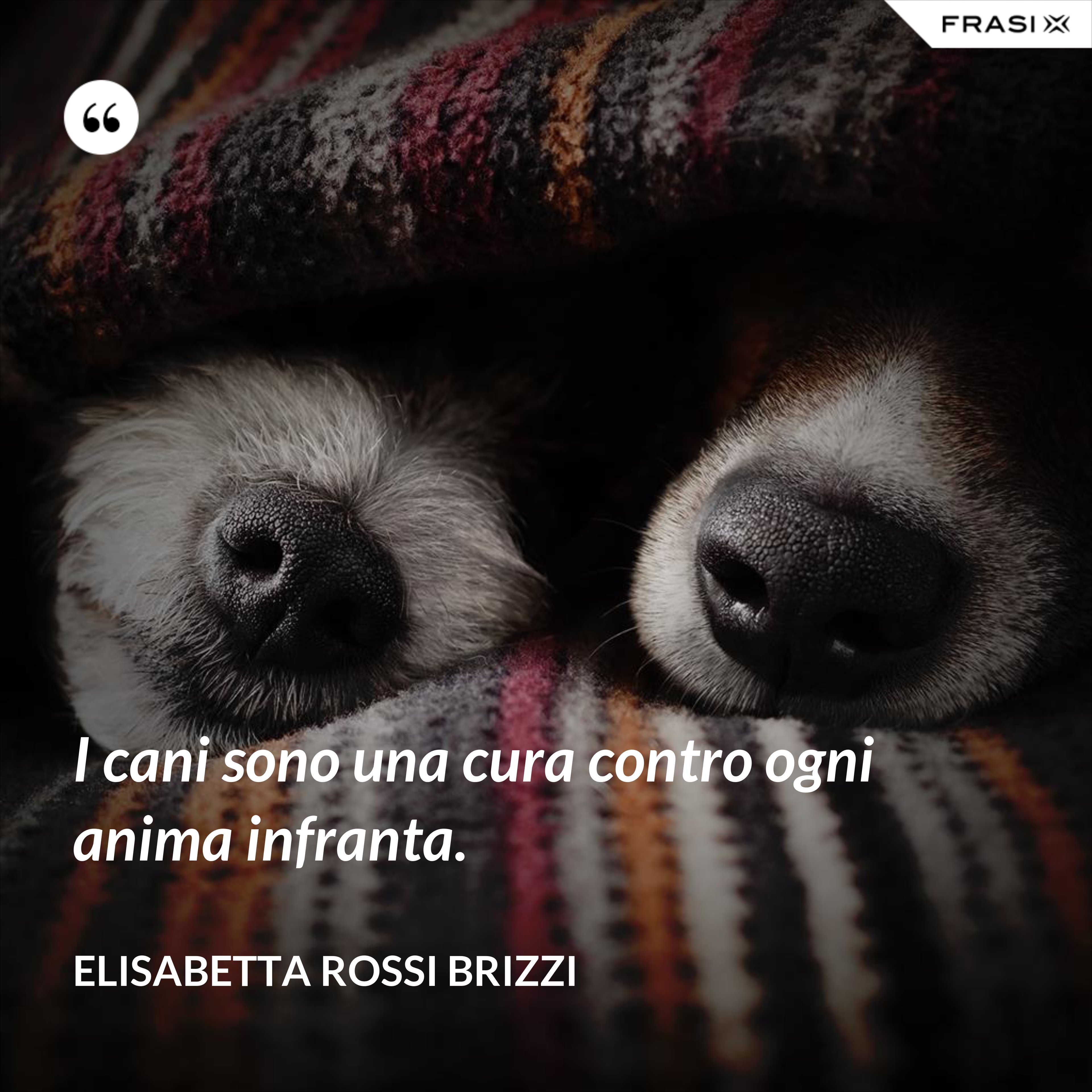 I cani sono una cura contro ogni anima infranta. - Elisabetta Rossi Brizzi