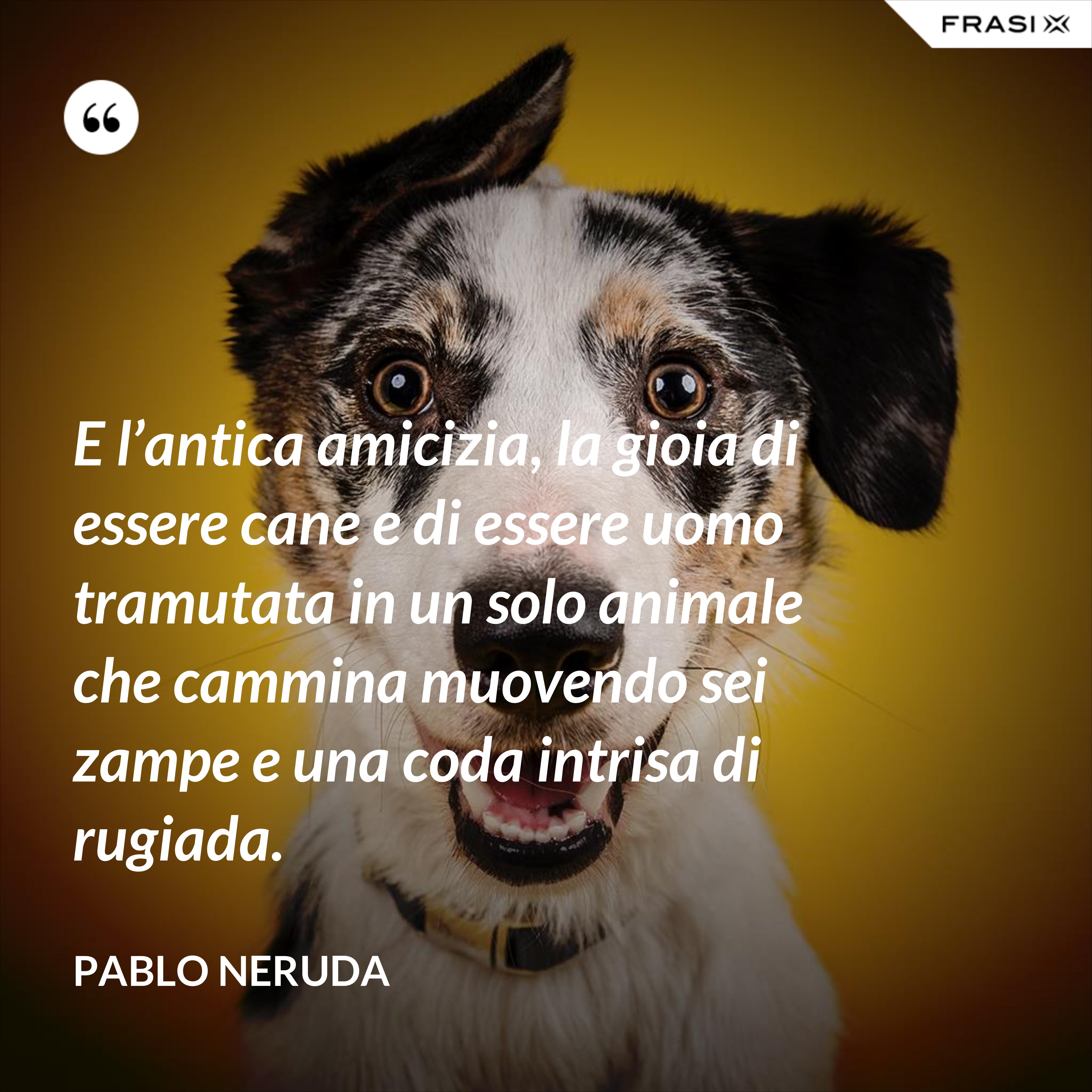 E l’antica amicizia, la gioia di essere cane e di essere uomo tramutata in un solo animale che cammina muovendo sei zampe e una coda intrisa di rugiada. - Pablo Neruda