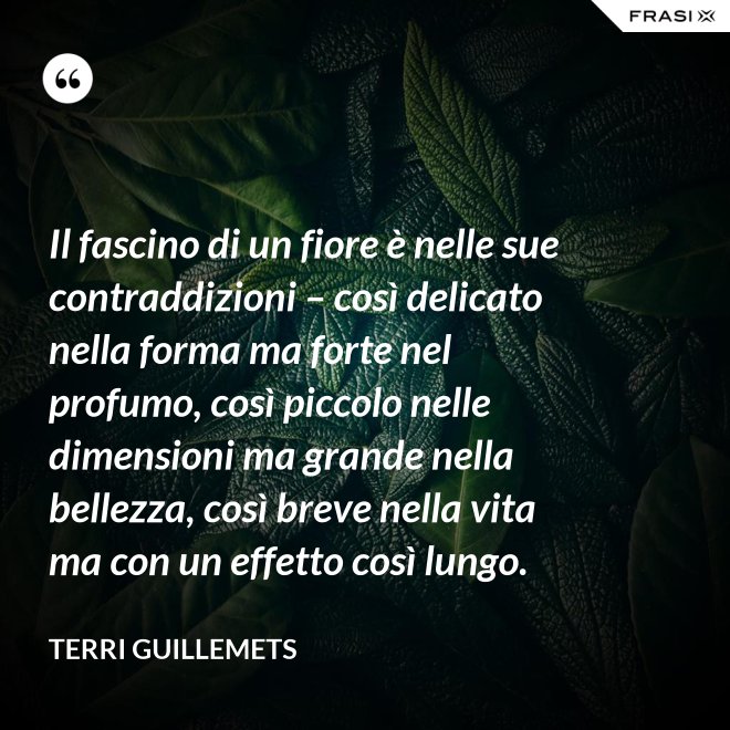 Il fascino di un fiore è nelle sue contraddizioni – così delicato nella forma ma forte nel profumo, così piccolo nelle dimensioni ma grande nella bellezza, così breve nella vita ma con un effetto così lungo. - Terri Guillemets
