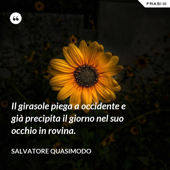 Il girasole piega a occidente e già precipita il giorno nel suo occhio in rovina. - Salvatore Quasimodo