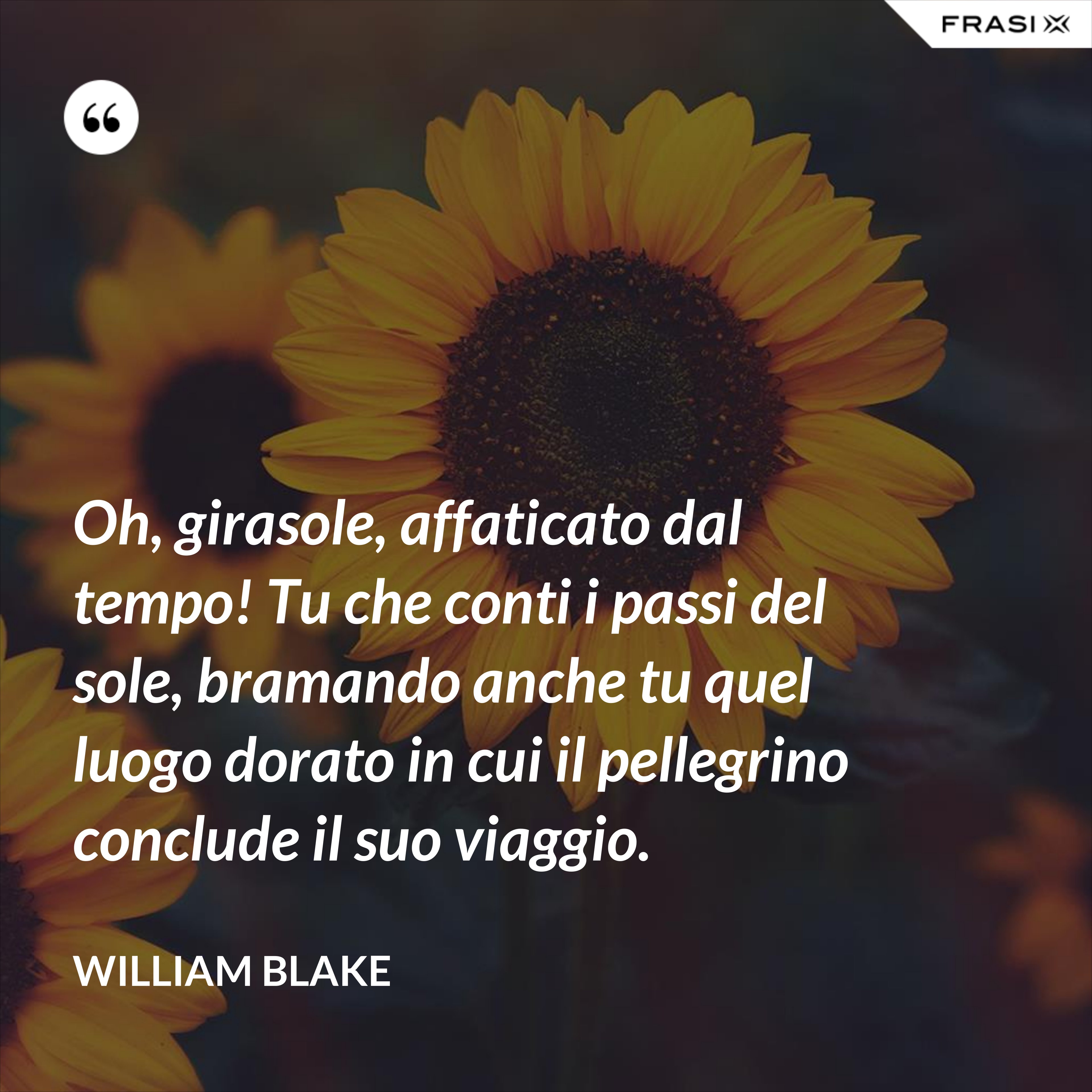 Oh, girasole, affaticato dal tempo! Tu che conti i passi del sole, bramando anche tu quel luogo dorato in cui il pellegrino conclude il suo viaggio. - William Blake