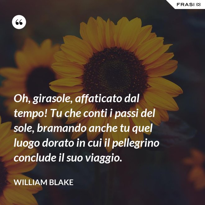 Oh, girasole, affaticato dal tempo! Tu che conti i passi del sole, bramando anche tu quel luogo dorato in cui il pellegrino conclude il suo viaggio. - William Blake
