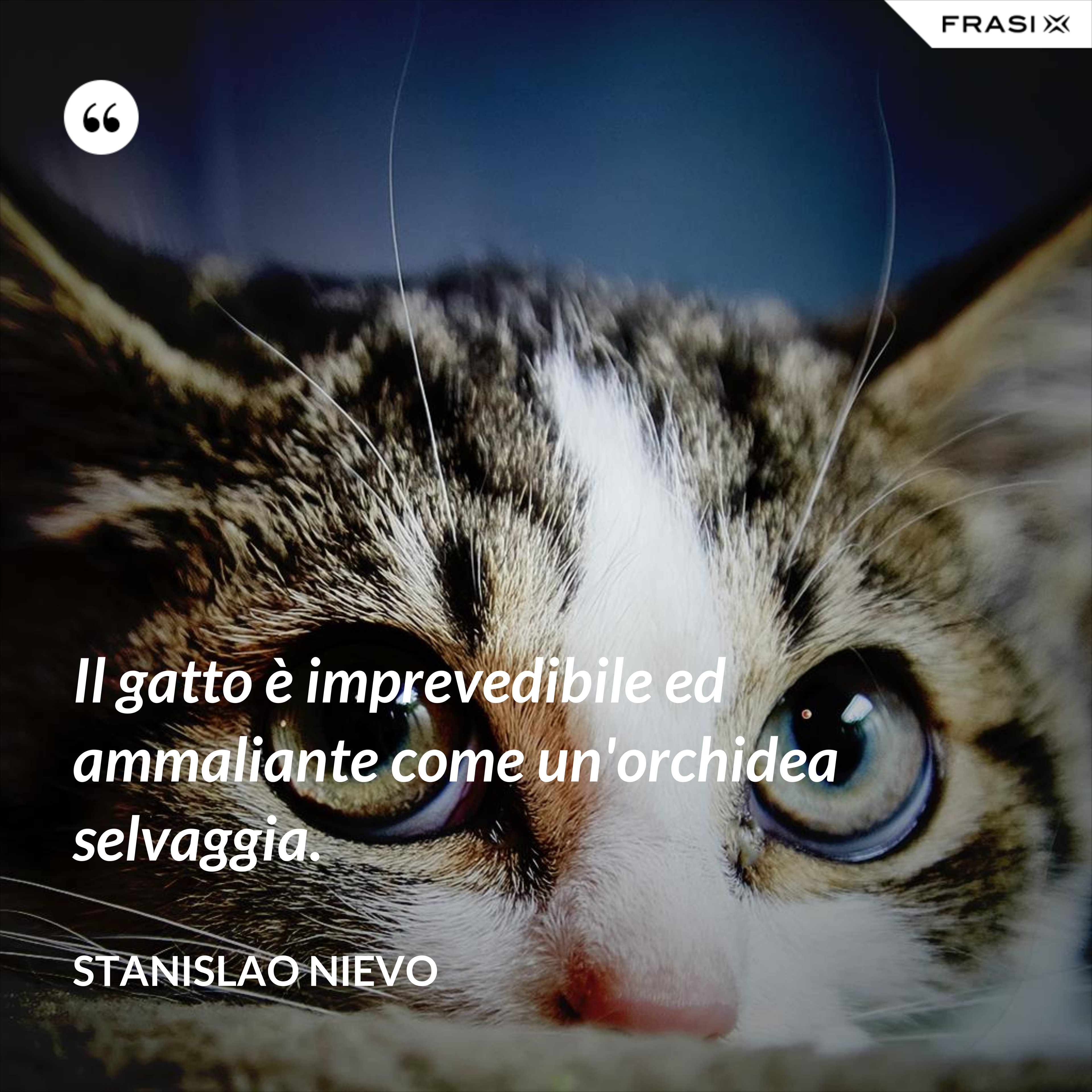 Il gatto è imprevedibile ed ammaliante come un'orchidea selvaggia. - Stanislao Nievo