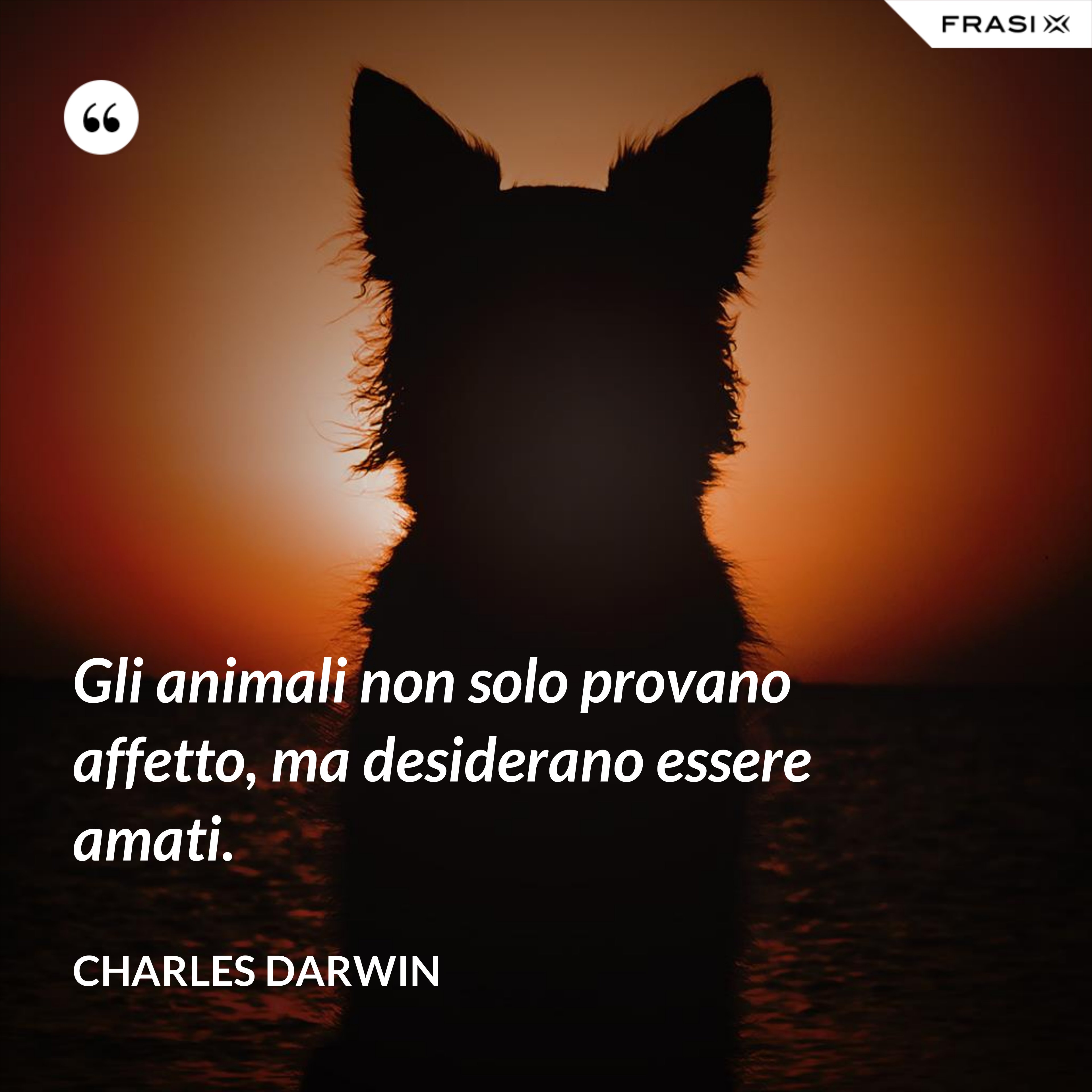 Gli animali non solo provano affetto, ma desiderano essere amati. - Charles Darwin