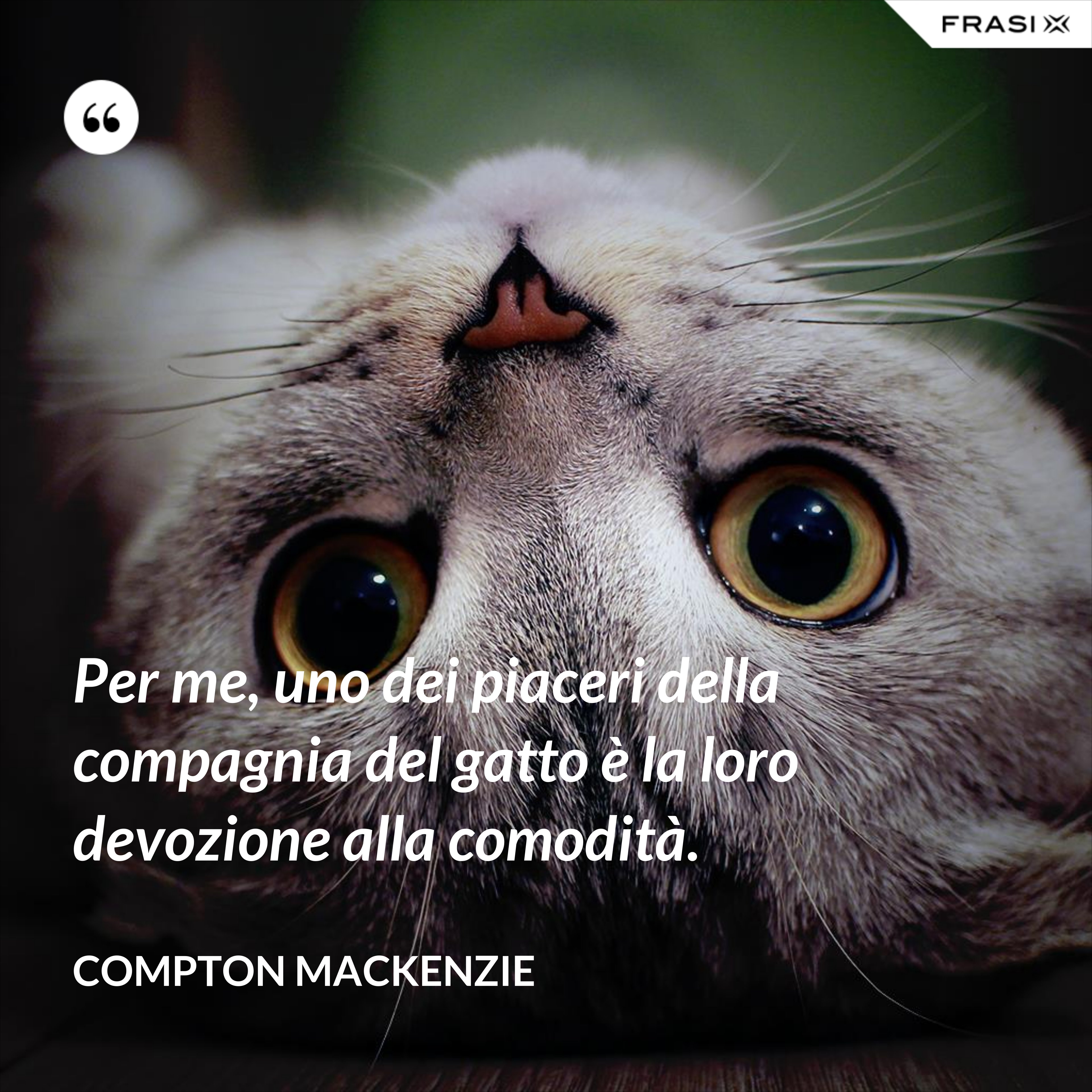 Per me, uno dei piaceri della compagnia del gatto è la loro devozione alla comodità. - Compton Mackenzie