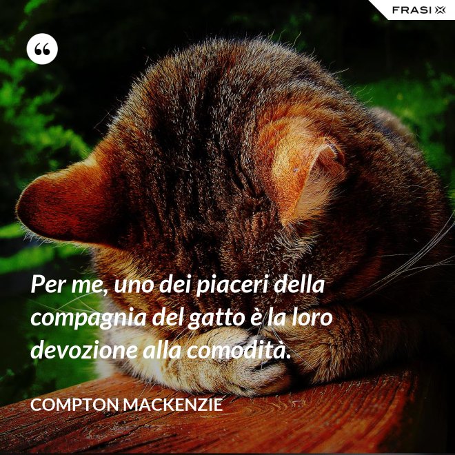 Per me, uno dei piaceri della compagnia del gatto è la loro devozione alla comodità. - Compton Mackenzie