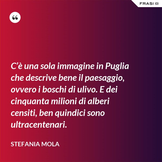 C’è una sola immagine in Puglia che descrive bene il paesaggio, ovvero i boschi di ulivo. E dei cinquanta milioni di alberi censiti, ben quindici sono ultracentenari. - Stefania Mola