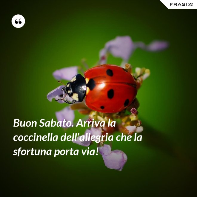 Buon Sabato. Arriva la coccinella dell’allegria che la sfortuna porta via! - Anonimo
