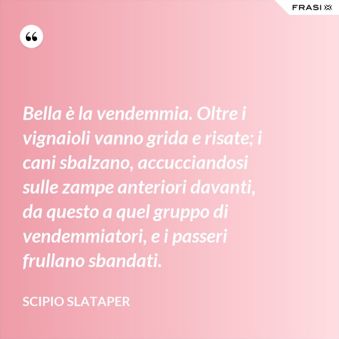 Bella è la vendemmia. Oltre i vignaioli vanno grida e risate; i cani sbalzano, accucciandosi sulle zampe anteriori davanti, da questo a quel gruppo di vendemmiatori, e i passeri frullano sbandati. - Scipio Slataper