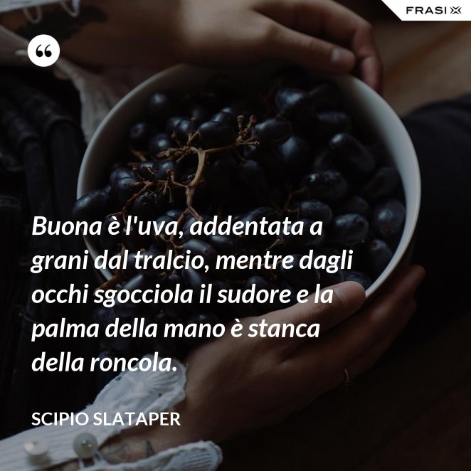 Le Frasi Sulla Vendemmia Piu Belle E Celebri Scritte Da Autori Vari