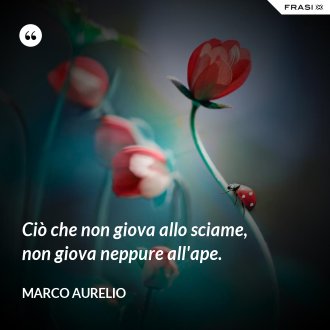 Ciò che non giova allo sciame, non giova neppure all'ape. - Marco Aurelio