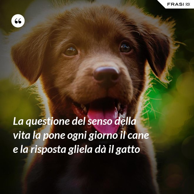 La questione del senso della vita la pone ogni giorno il cane e la risposta gliela dà il gatto - Anonimo