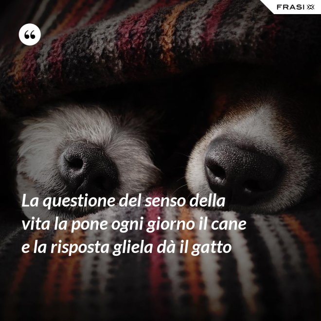 La questione del senso della vita la pone ogni giorno il cane e la risposta gliela dà il gatto - Anonimo