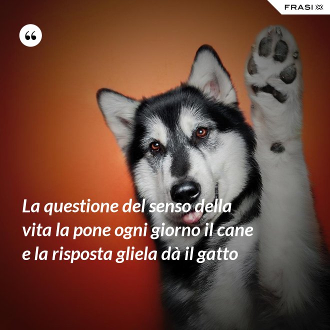 La questione del senso della vita la pone ogni giorno il cane e la risposta gliela dà il gatto - Anonimo