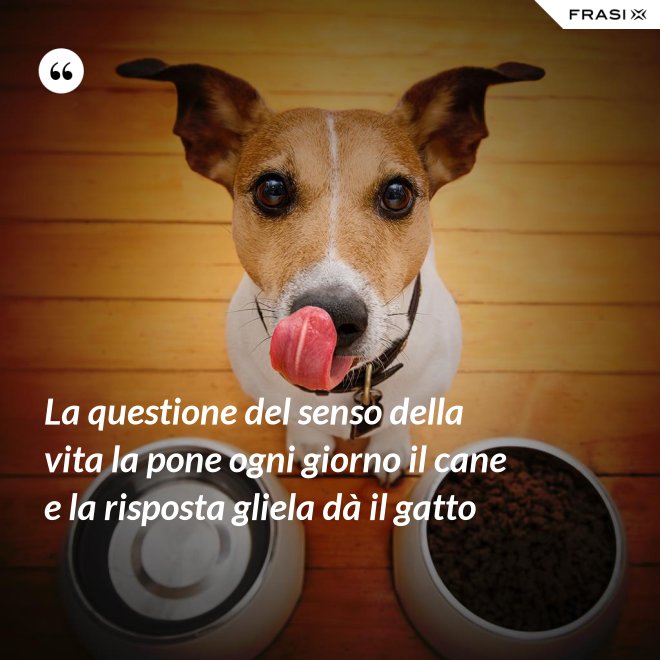 La questione del senso della vita la pone ogni giorno il cane e la risposta gliela dà il gatto - Anonimo