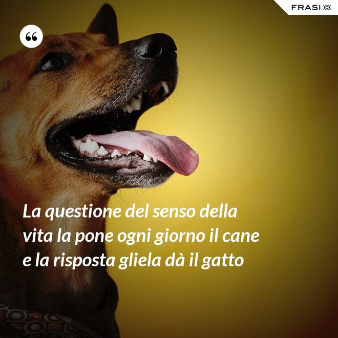 La questione del senso della vita la pone ogni giorno il cane e la risposta gliela dà il gatto - Anonimo