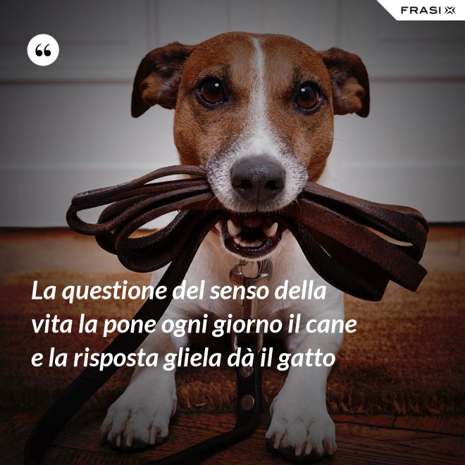 La questione del senso della vita la pone ogni giorno il cane e la risposta gliela dà il gatto - Anonimo