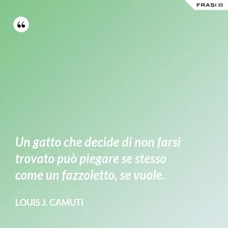 Un gatto che decide di non farsi trovato può piegare se stesso come un fazzoletto, se vuole. - Louis J. Camuti
