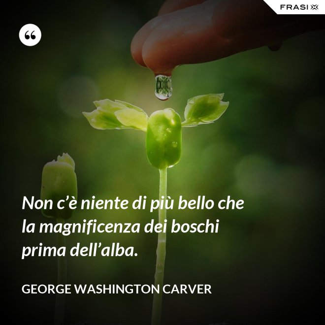 Non c’è niente di più bello che la magnificenza dei boschi prima dell’alba. - George Washington Carver