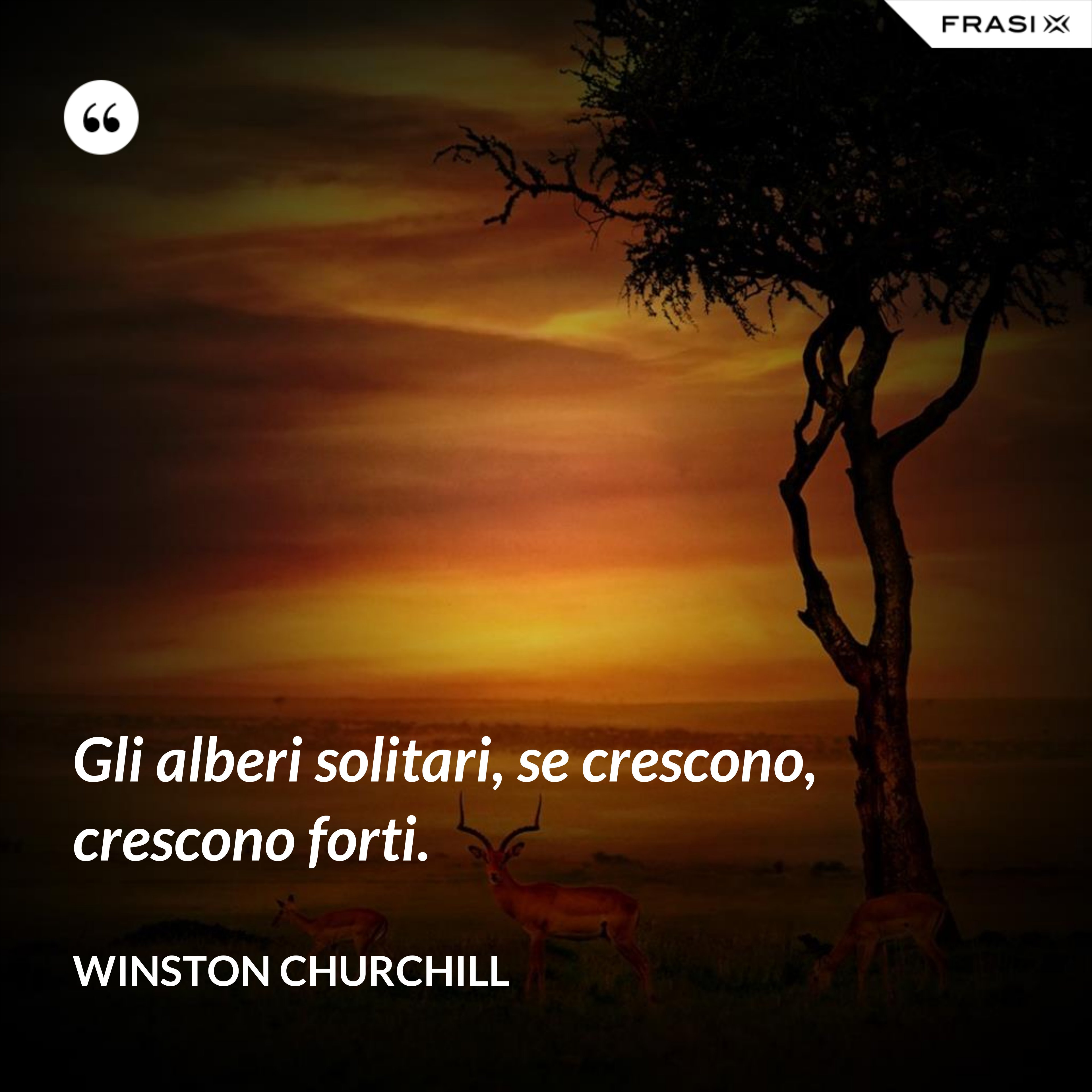 Gli alberi solitari, se crescono, crescono forti. - Winston Churchill