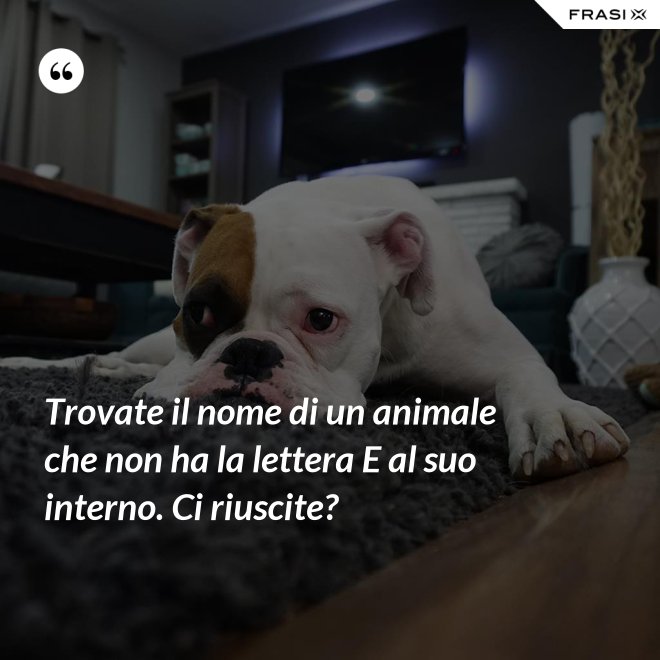 Trovate il nome di un animale che non ha la lettera E al suo interno. Ci riuscite? - Anonimo