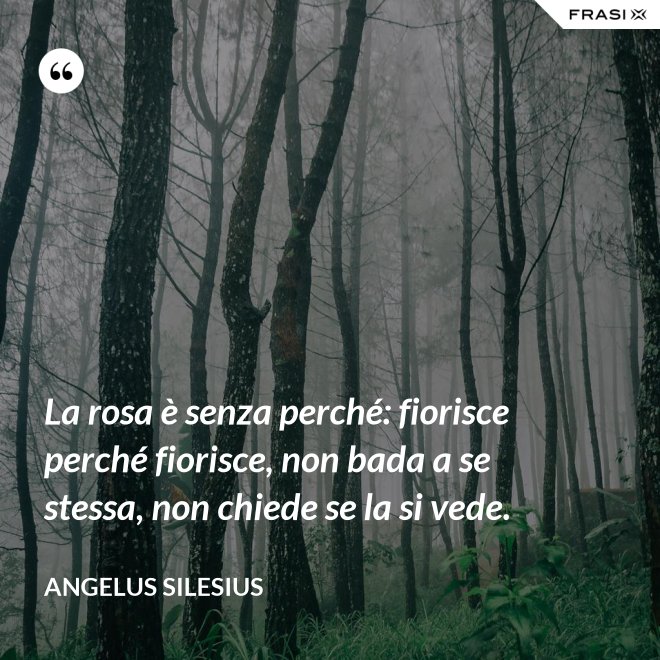 La rosa è senza perché: fiorisce perché fiorisce, non bada a se stessa, non chiede se la si vede. - Angelus Silesius