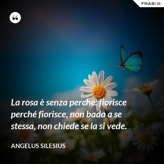La rosa è senza perché: fiorisce perché fiorisce, non bada a se stessa, non chiede se la si vede. - Angelus Silesius