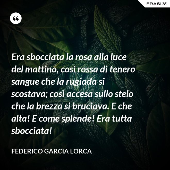 Era sbocciata la rosa alla luce del mattino, così rossa di tenero sangue che la rugiada si scostava; così accesa sullo stelo che la brezza si bruciava. E che alta! E come splende! Era tutta sbocciata! - Federico Garcia Lorca
