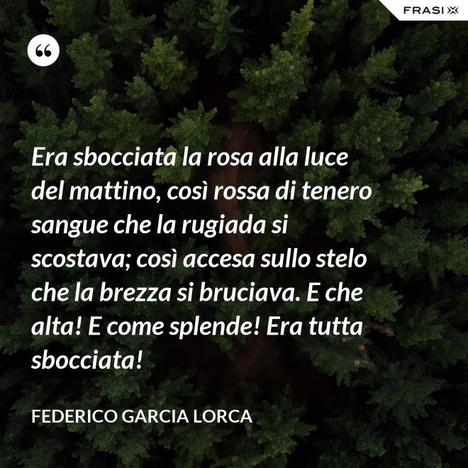 Era sbocciata la rosa alla luce del mattino, così rossa di tenero sangue che la rugiada si scostava; così accesa sullo stelo che la brezza si bruciava. E che alta! E come splende! Era tutta sbocciata! - Federico Garcia Lorca