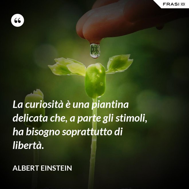 La curiosità è una piantina delicata che, a parte gli stimoli, ha bisogno soprattutto di libertà. - Albert Einstein