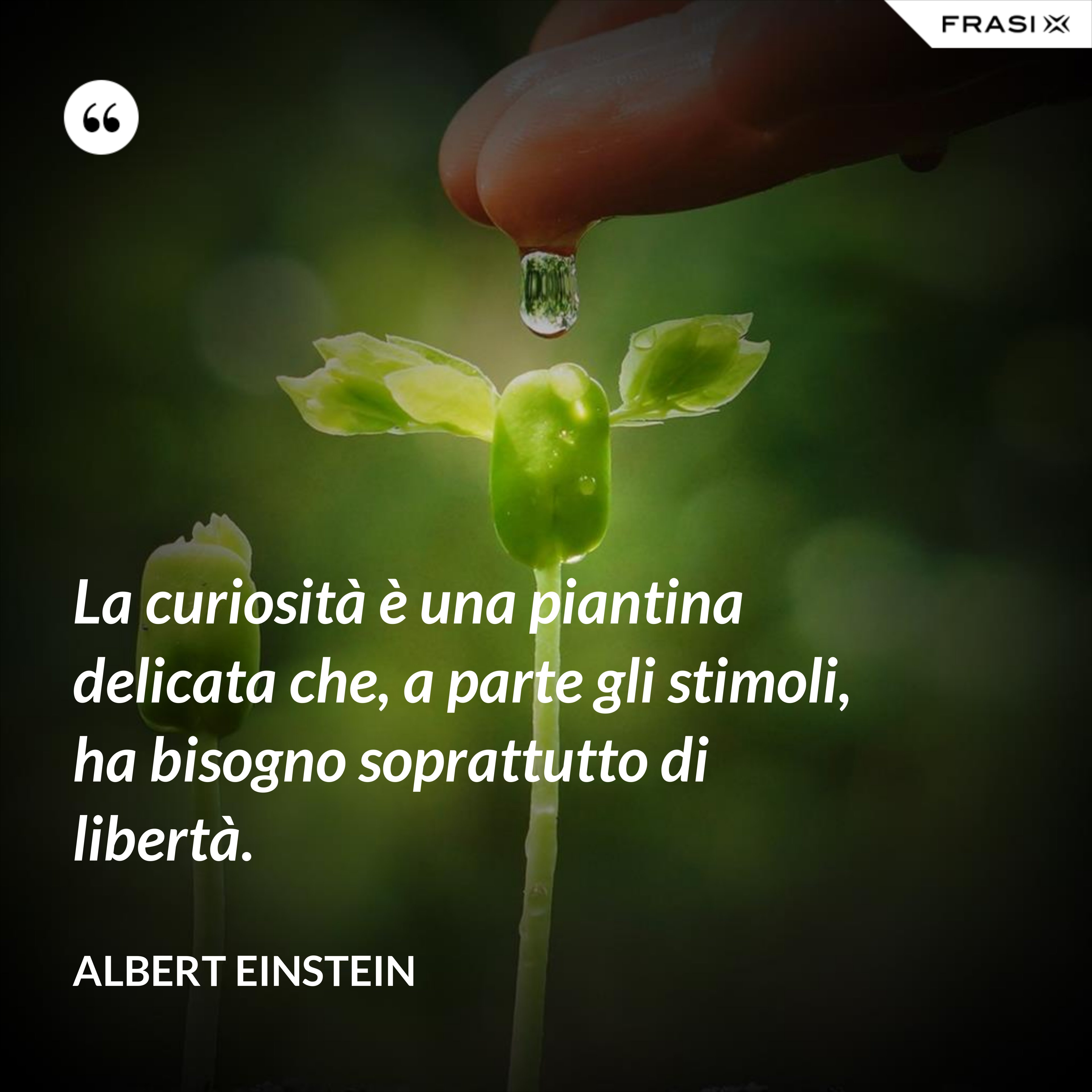 La curiosità è una piantina delicata che, a parte gli stimoli, ha bisogno soprattutto di libertà. - Albert Einstein