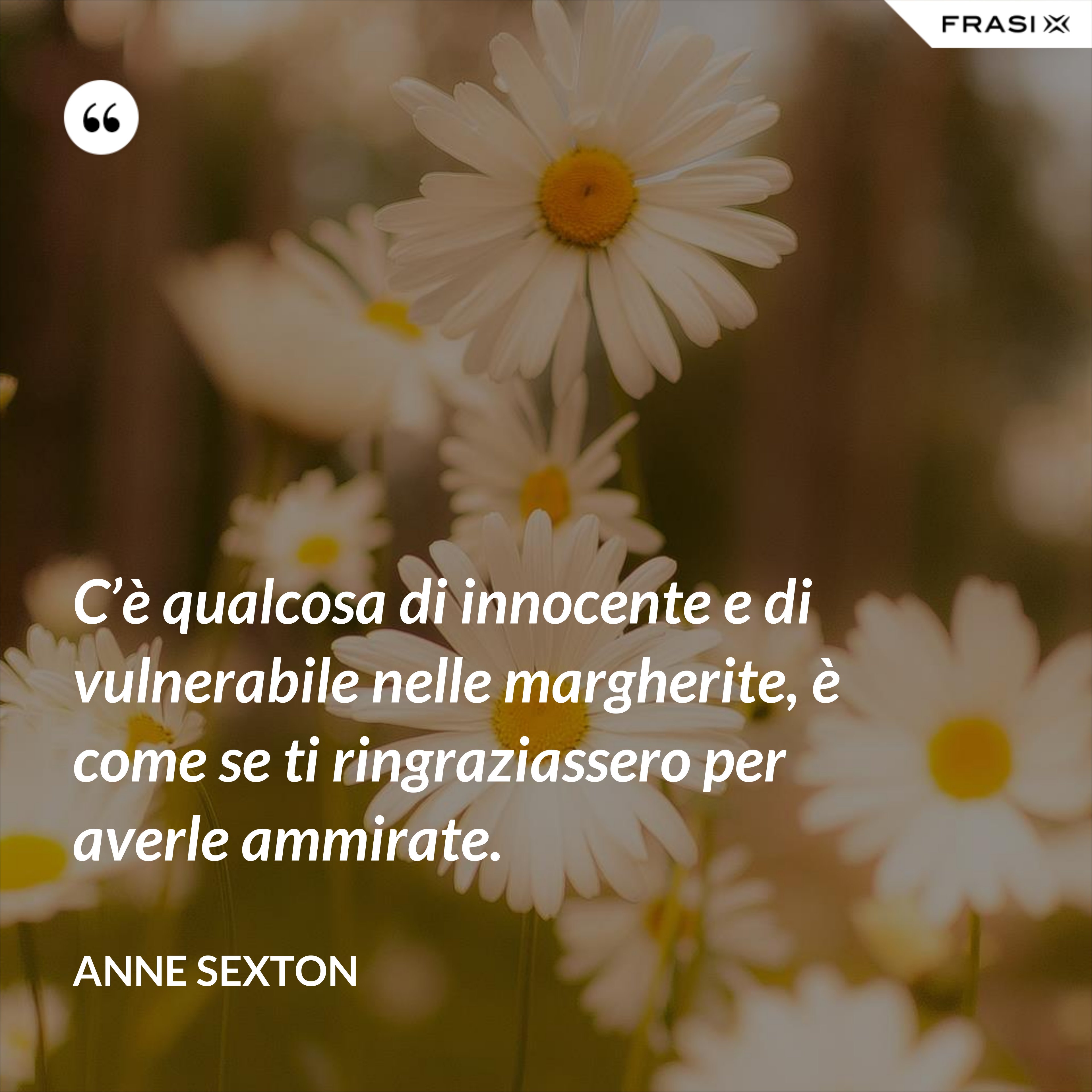 C’è qualcosa di innocente e di vulnerabile nelle margherite, è come se ti ringraziassero per averle ammirate. - Anne Sexton