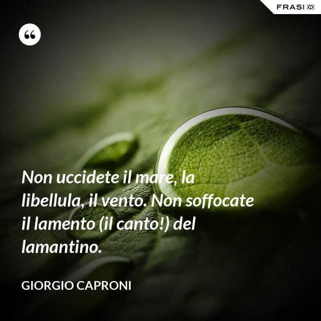 Non uccidete il mare, la libellula, il vento. Non soffocate il lamento (il canto!) del lamantino. - Giorgio Caproni