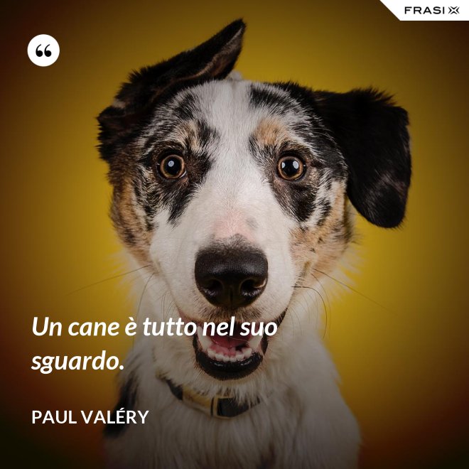 Un cane è tutto nel suo sguardo. - Paul Valéry
