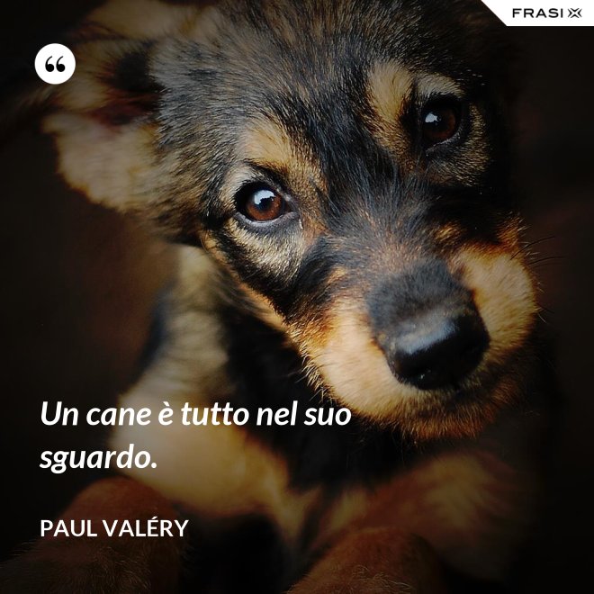 Un cane è tutto nel suo sguardo. - Paul Valéry