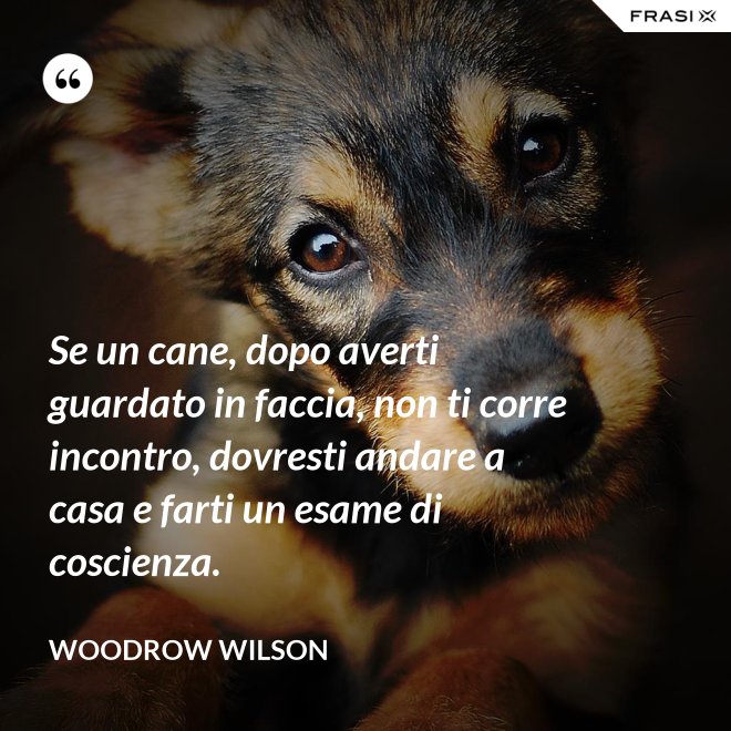 Se un cane, dopo averti guardato in faccia, non ti corre incontro, dovresti andare a casa e farti un esame di coscienza. - Woodrow Wilson