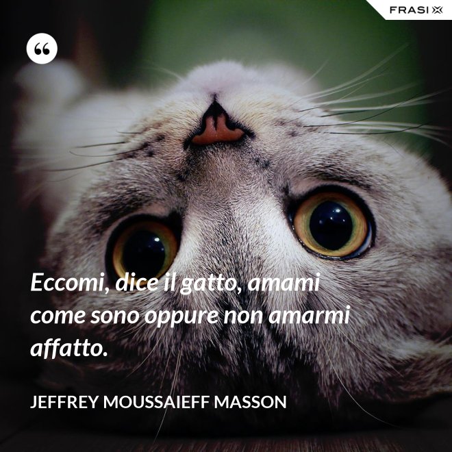 Eccomi, dice il gatto, amami come sono oppure non amarmi affatto. - Jeffrey Moussaieff Masson