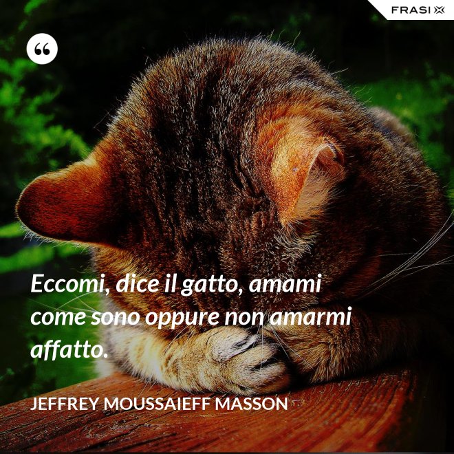 Eccomi, dice il gatto, amami come sono oppure non amarmi affatto. - Jeffrey Moussaieff Masson