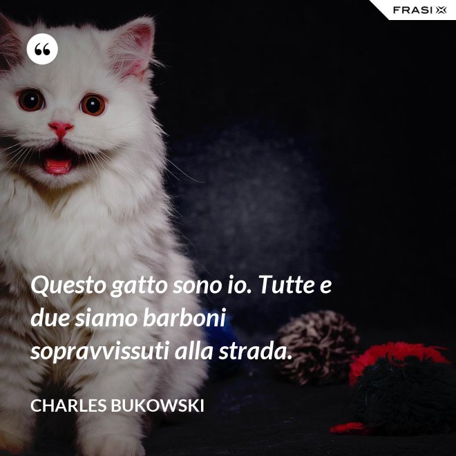 Questo gatto sono io. Tutte e due siamo barboni sopravvissuti alla strada. - Charles Bukowski