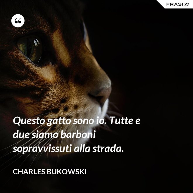 Questo gatto sono io. Tutte e due siamo barboni sopravvissuti alla strada. - Charles Bukowski