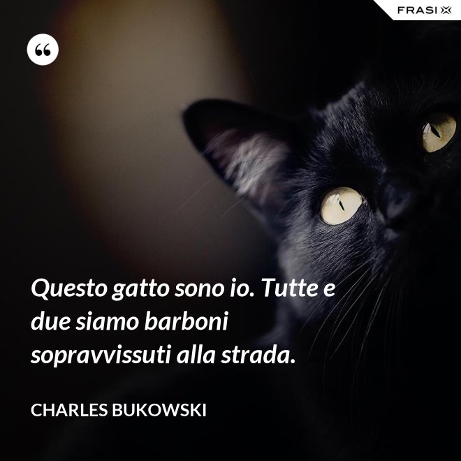 Questo gatto sono io. Tutte e due siamo barboni sopravvissuti alla strada. - Charles Bukowski