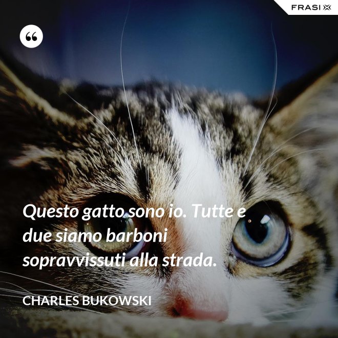 Questo gatto sono io. Tutte e due siamo barboni sopravvissuti alla strada. - Charles Bukowski