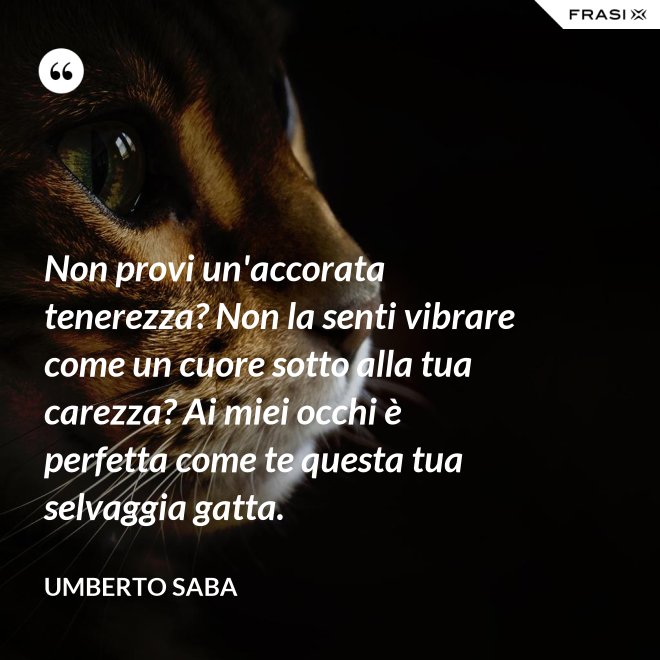 Non provi un'accorata tenerezza? Non la senti vibrare come un cuore sotto alla tua carezza? Ai miei occhi è perfetta come te questa tua selvaggia gatta. - Umberto Saba